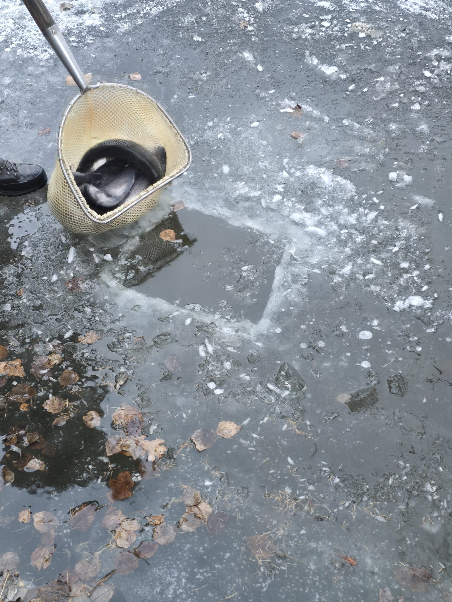 WhatsApp Image 2026-01-08 3