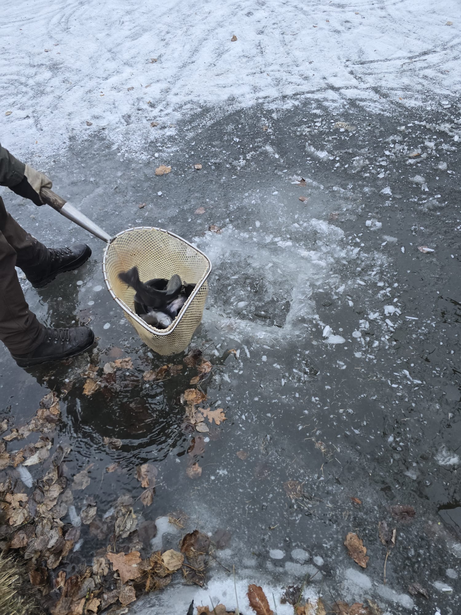 WhatsApp Image 2026-01-08 4