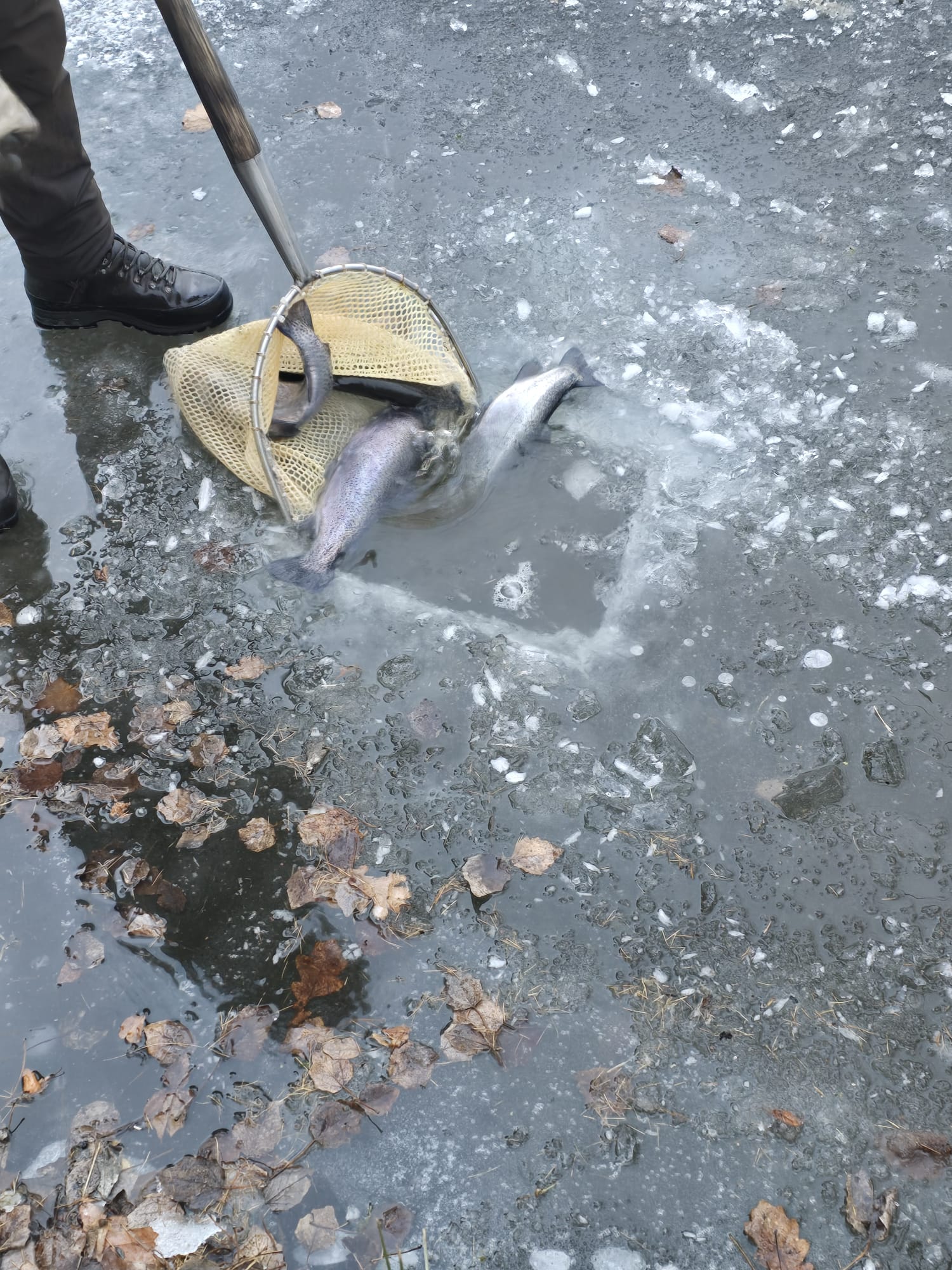 WhatsApp Image 2026-01-08 at 19.53.30