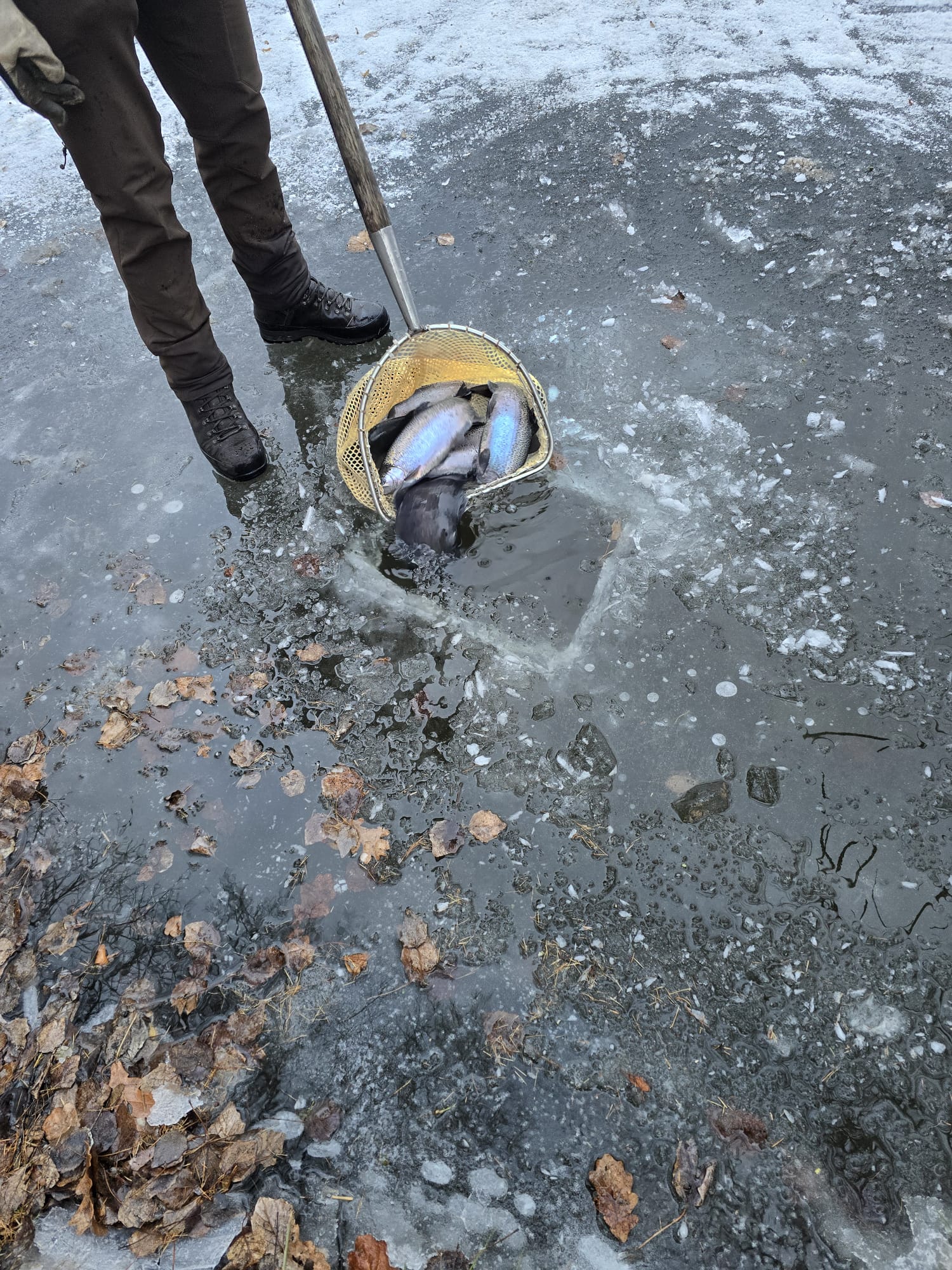 WhatsApp Image 2026-01-08 at 19.53.31